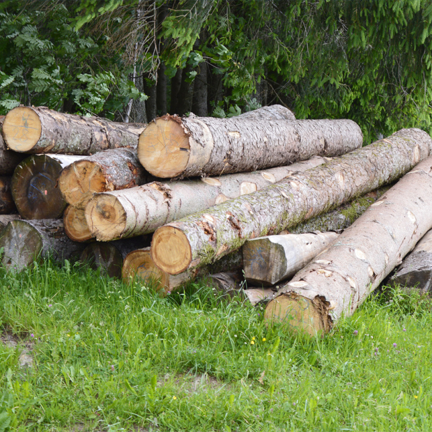 Fördermassnahmen Strukturverbesserung Forstbetriebe